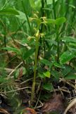 Corallorhiza trifida.2.jpg