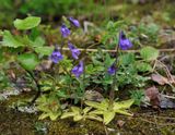 Pinguicula vulgaris.jpg