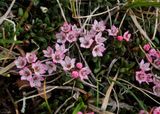Kalmia procumbens. Closer.jpg