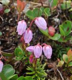 Phyllodoce caerulea. Closer.jpg