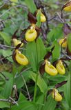 Cypripedium calceolus.jpg