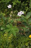 Geranium sylvaticum.jpg
