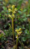 Corallorhiza trifida. Closer.jpg