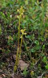 Corallorhiza trifida.jpg
