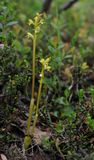 Corallorhiza trifida.4.!.jpg