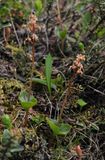 Neottia cordata.jpg