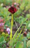 Gymnadenia nigra. Closer.3.jpg