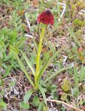 Gymnadenia nigra.3.jpg