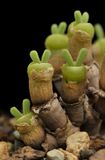 Monilaria moniliformis.1.Closer.Closer.jpg