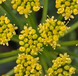 Astydamia latifolia. Close-up.