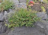 Frankenia ericifolia.2.jpg