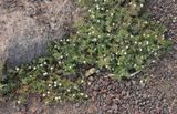 Frankenia ericifolia.4.jpg