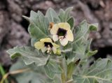 Hyoscyamus albus. Closer.jpg
