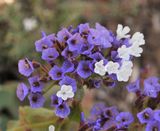 Limonium imbricatum. Close-up.