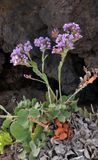 Limonium imbricatum