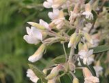Chamaecytisus proliferus. Close-up.jpg