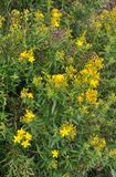 Hypericum canariense.1.jpg