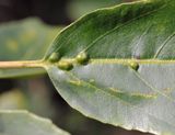 Rhamnus glandulosa. Close-up leaf galls.jpg