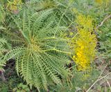 Sonchus palmensis. Closer.5.jpg