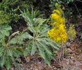 Sonchus palmensis. Closer.9.jpg
