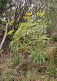 Sonchus palmensis.9.jpg