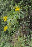 Sonchus palmensis.10.jpg