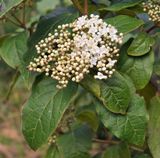 Viburnum rigidum. Closer.jpg