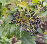 Viburnum rigidum. Fruits.jpg