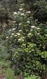 Viburnum rigidum.3.jpg