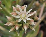 Aeonium davidbramwellii. Close-up.jpg