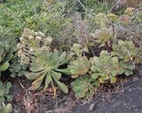 Aeonium davidbramwellii.3.jpg