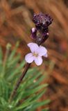 Erysimum scoparium. Closer.4.jpg