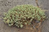 Plantago webbii.jpg