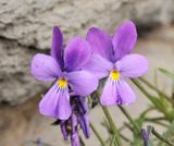Viola palmensis. Close-up.