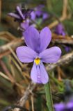 Viola palmensis. Close-up.
