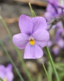 Viola palmensis. Close-up.