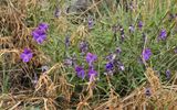 Viola palmensis