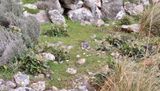 Helleborus lividus in habitat.jpg