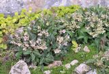 Helleborus lividus.3.jpg