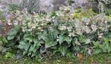 Helleborus lividus.4.jpg