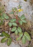 Helleborus lividus.jpg