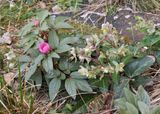 Paeonia cambessedesii and Helleborus lividus.jpg