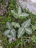 Helleborus lividus. Young plant.jpg