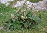 Helleborus lividus.7.jpg