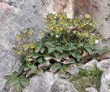 Helleborus lividus.8.jpg
