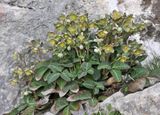 Helleborus lividus.9.jpg