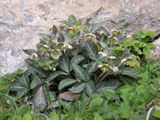 Helleborus lividus.10.jpg