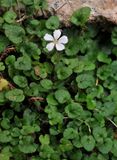 Erodium_reichardii. Closer.jpg