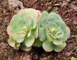 Aeonium diplocyclum. 3.jpg