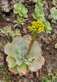 Aeonium diplocyclum. With hybrid.3.jpg